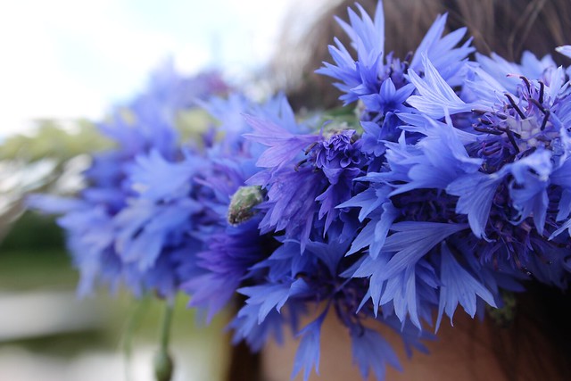 blue latvian celebration