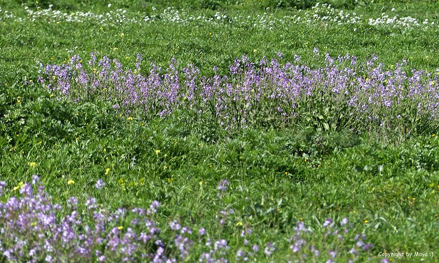 Frühlingswiese * Spring meadow * Prado de primavera *    . P1340351-001