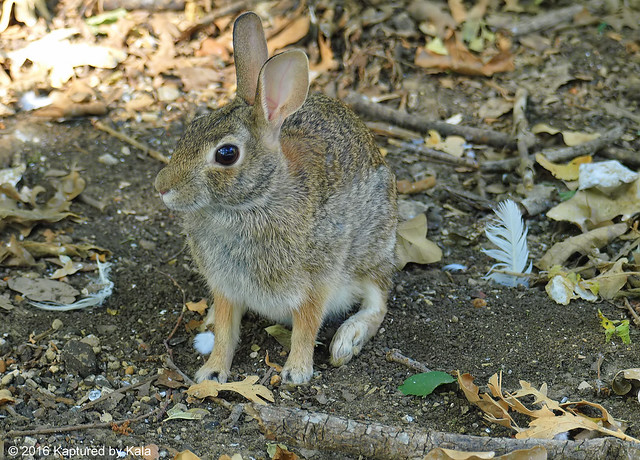 Last Photo Of The Rookery Rabbit