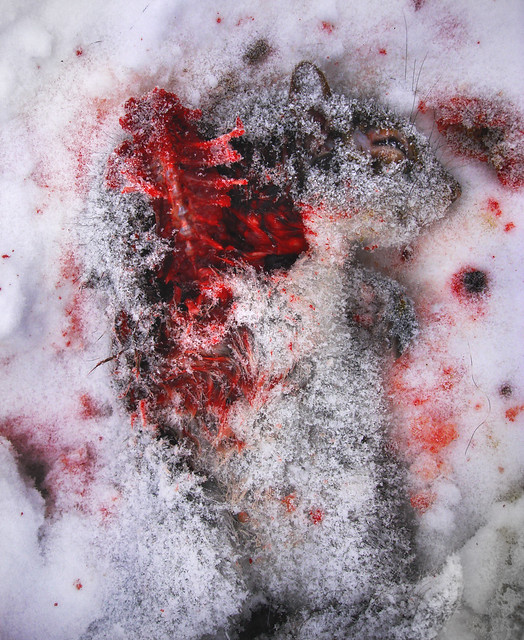 disemboweled squirrel in snow (2010)