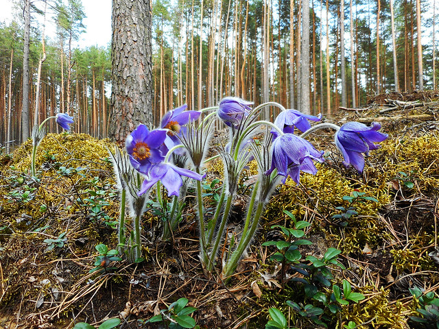 Spring in Dzukija Forests (50)