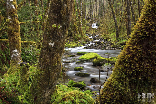 camera trees green nature oregon creek forest canon lens french ian eos moss woods stream view mark f14 detroit grand images ii 5d drape through usm wilderness sane the affluent tributary ef50mm a
