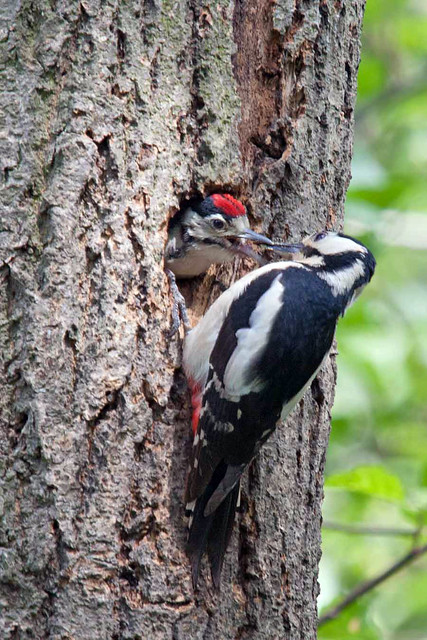 Woodpecker & Chick