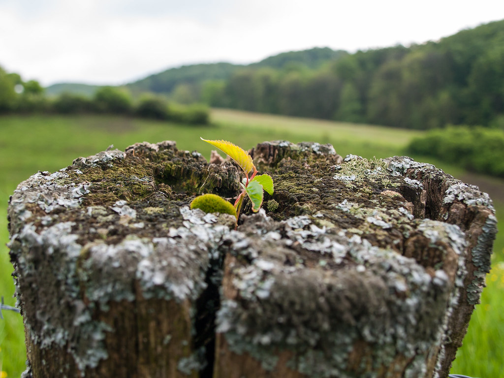 Neues Leben | OLYMPUS DIGITAL CAMERA | Reinhard Höfkes | Flickr