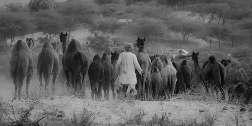 pushkar rajasthan india camelfair animalfair november2013 2013 rajasthanipeople marwari turban moustache bidi colourfulindia ethnic camel horse hindu hindustani indian rajasthani marwar tea chai people portrait ef70200f28 fair mela colour whiskers smoker colourful sjs swaran swaranjeet swaranjeetsingh sjsvision sjsphotography swaranjeetphotography hindustan bharatvarsh indie canon fullframe 5dmkiii eos5dmkiii dslr eos canoneos5dmkiii full frame canonef1635mmf28lii ef1635 wideangle wideanglezoom ultrawideangle ultrawideanglezoom horses tradition traditional portraits eos5diii ruralindia ruralindians indians candid singh photographer thane mumbai