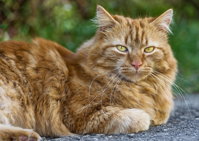 Cute lying ginger cat