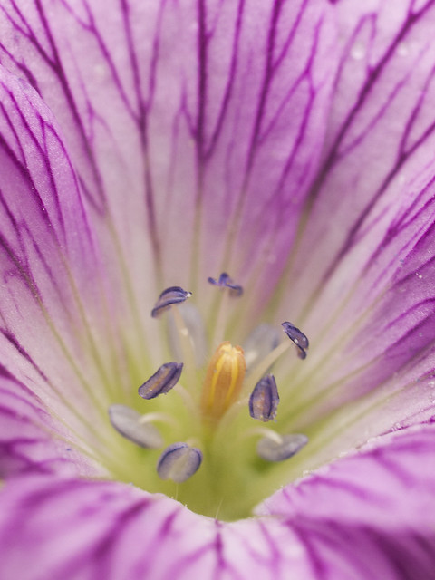What is the centre of a flower called?