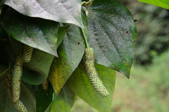 Piper sp. (Piperaceae)