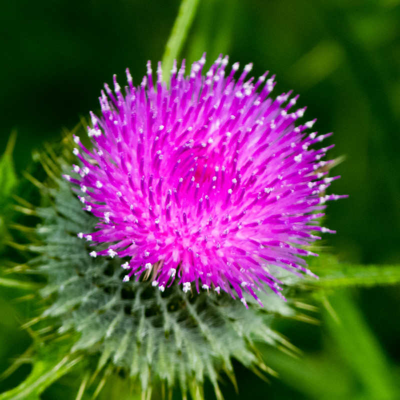 Thistle flower