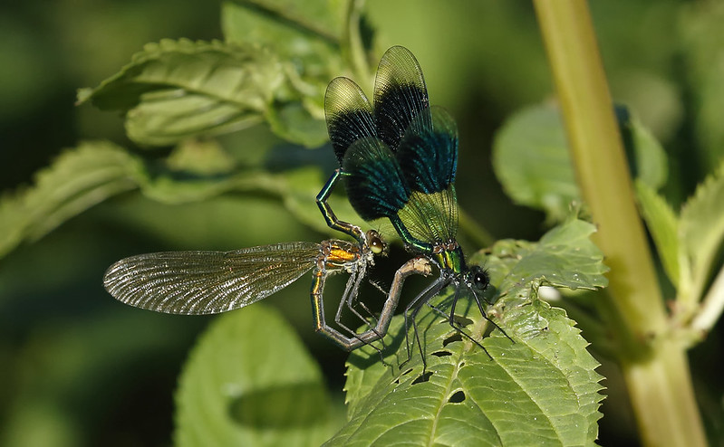Banded Demoiselle pair mating