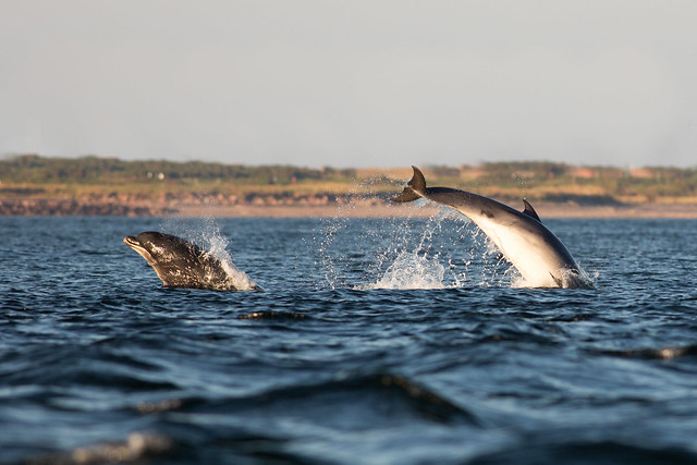 Bottlenose Dolphins playing - Moray Firth