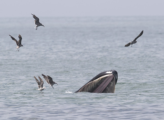 humpback baleen