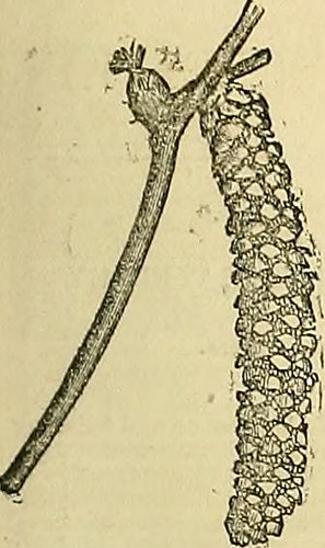 Paternoster