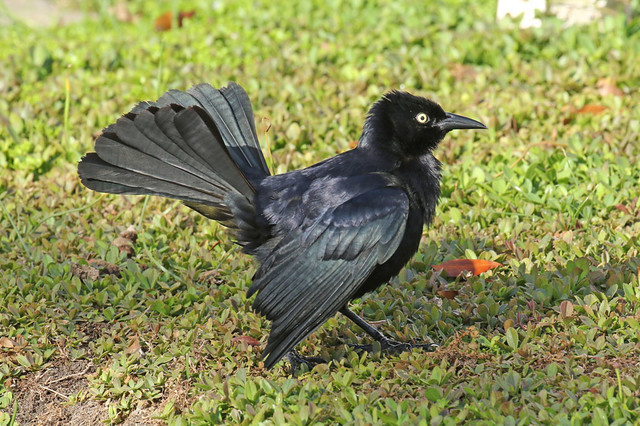 Greater Antillean Grackle ♂ Quiscalus niger