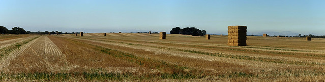 Stacked huge hay bales in the Western District