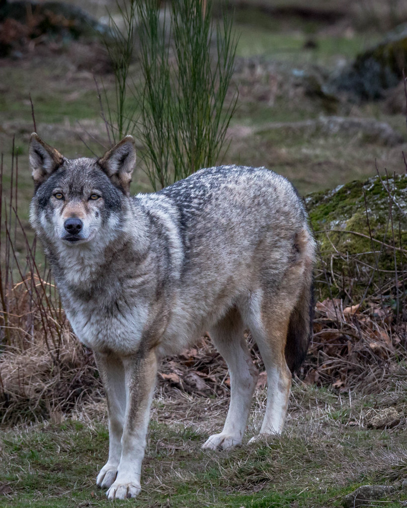 Loup gris européen ou loup gris commun (Canis lupus lupus)… | Flickr