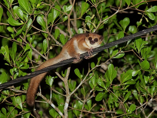 Furry-eared dwarf lemur