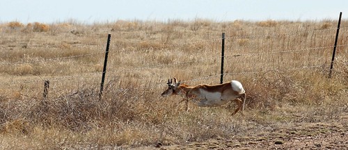 IMG_9753  antelope | by starc283