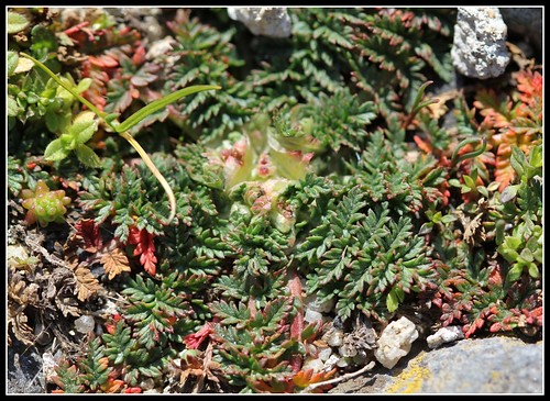 Erodium cicutarium - érodium à feuilles de ciguë, bec-de-grue 34001860242_4754359fa2