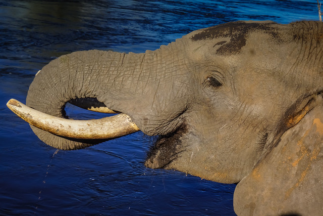Elephant drinking at the Zambezi