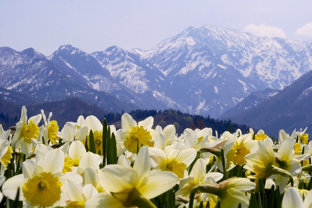 Daffodil and mountains with snow