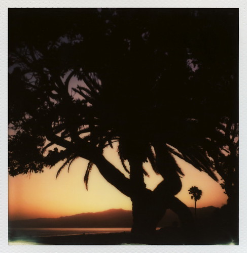 ocean park santa ca trees sunset toby mountains color tree film beach leaves silhouette project polaroid sx70 for bay leaf spring branch glow pacific may palm monica tip cameras type trunk instant week sonar hancock day5 fronds palisades impossible roid the 2014 roidweek impossibleproject tobyhancock impossaroid