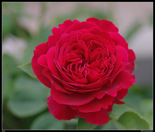 Flickr Rosa 157 Rosa | IMG4624-100 | AlexFoto2008 | Flickr