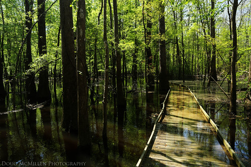 reflection underwater southcarolina swamp congaree congareenationalpark april2014