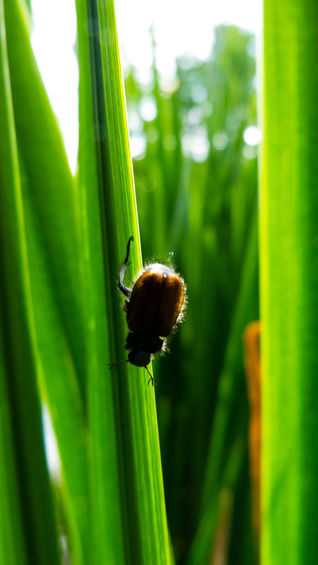 Beetle on reed leaf