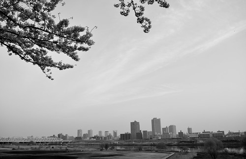 tokyo japan dawn sunrise spring d7100 nikon nikond7100 trees sakura arakawa river riverbank cherryblossom blackandwhite blackwhite monochrome