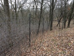 Impenetrable buckthorn on untreated side of the fence