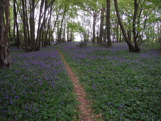 Bluebells in Unnamed Wood near Owlsbury Farm SWC Walk 272 Uckfield to Lewes