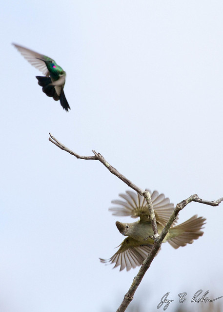 White-vented Violetear Attacking a Plain-crested Elaenia