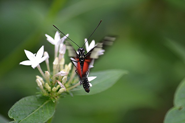 Fast moving wings of black, red and white Heliconius doris