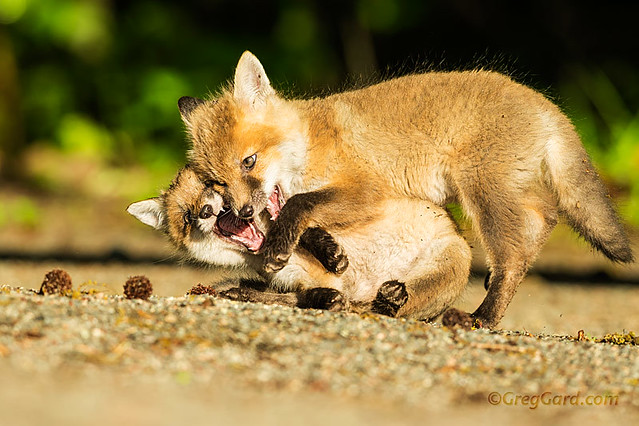 Playful Red Fox kits