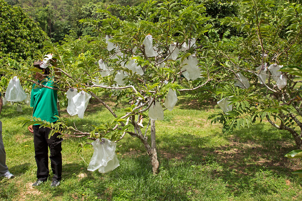 Der Plastiktütenbaum | So wachsen also die Plastiktüten, die… | Flickr
