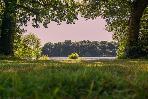 Through The Trees by aaron_nikon_photography, Best Largepark trees summer sun lake nature grass shot sony july sunny best foliage greenery the gre