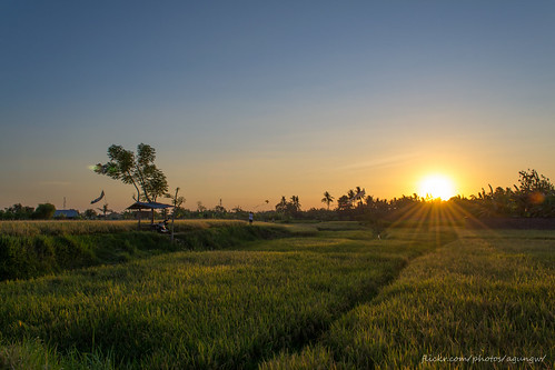 bali nature sunrise landscape ricefield sawah desa singaraja buleleng seririt