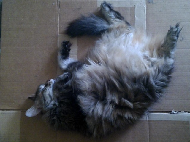 I can't possibly throw out that piece of cardboard. Look how much she's enjoying it!
