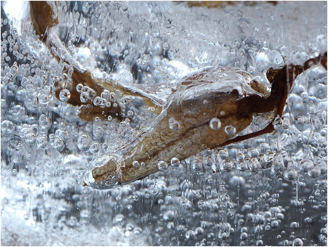 iced leaf
