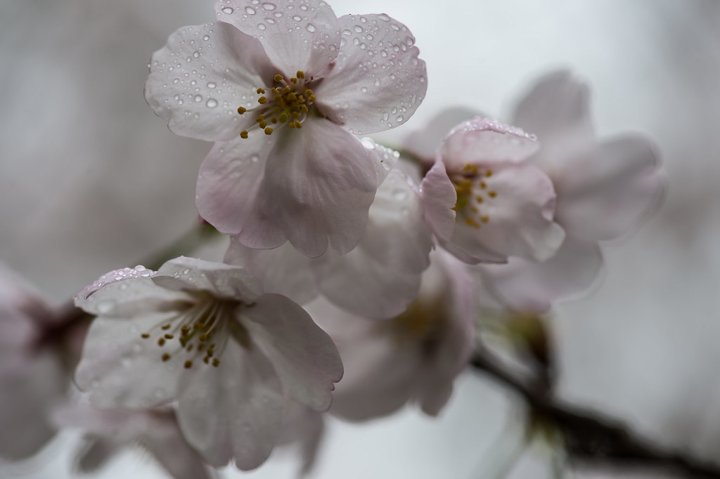 Sakura | hirorin 2013 | Flickr