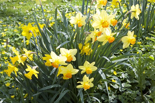 Spring Flowers | Spring Flowers | Patrick Nouhailler | Flickr