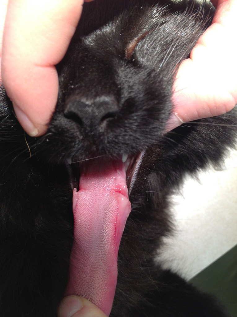Feline Tongue Cat presented for laser declaw. Upon intubat… Flickr
