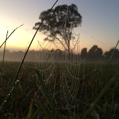 sunrise spiderweb dew