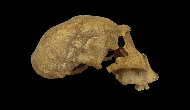 Early Homo (Homo georgicus) - Dmanisi (Géorgie)