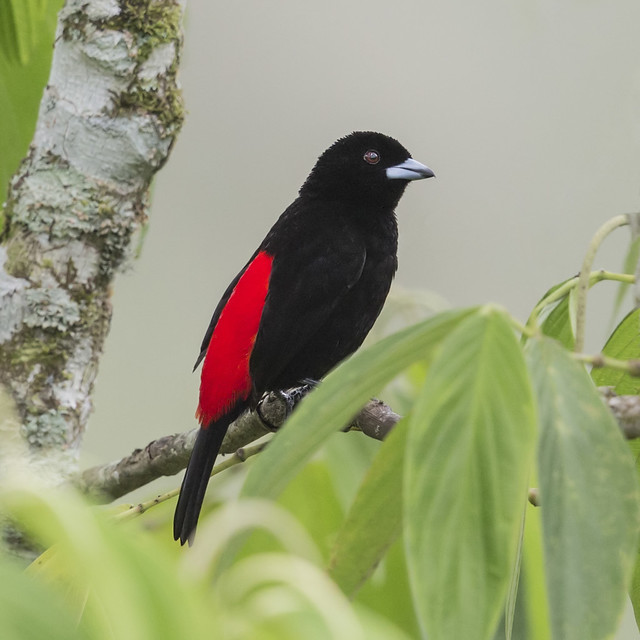 scarlet-rumped tanager