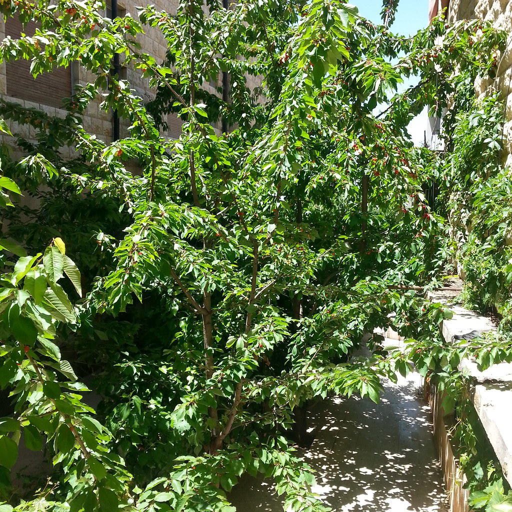 فرع شجرة تقليم والتر كانينجهام  منزل العائلة في #بلودان #دمشق #سورية | Omar.Hafez | Flickr