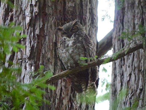 P2180516 Great Horned Owl (Bubo virginianus)