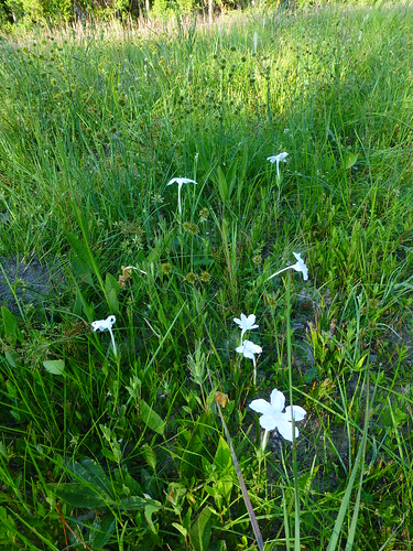 nightfloweringwildpetunia ruellianoctiflora cr2224 july52014