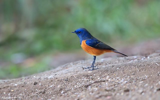 Blue-fronted Redstart (Phoenicurus frontalis) @ 云南高黎贡山百花岭, China_20170101_0060